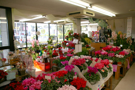 店舗案内 フラワーハウスハセガワ マックスバリュ裾野店 裾野市の花屋