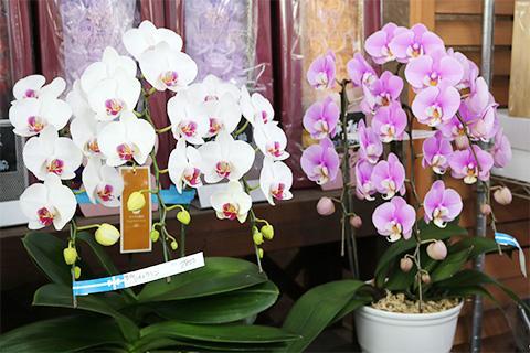 （要予約）コチョウラン