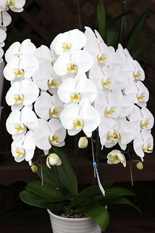 （要予約）コチョウラン