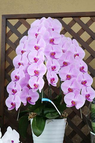 （要予約）コチョウラン