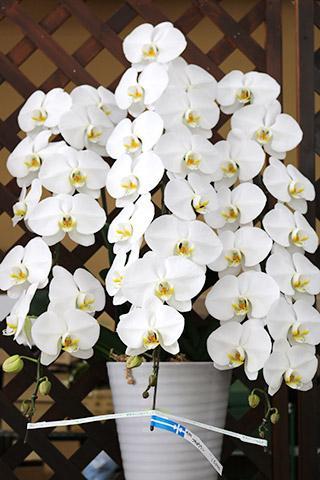 （要予約）コチョウラン