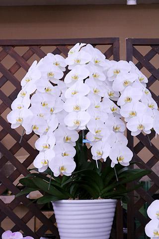 （要予約）コチョウラン