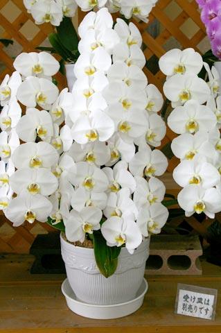 （要予約）胡蝶蘭