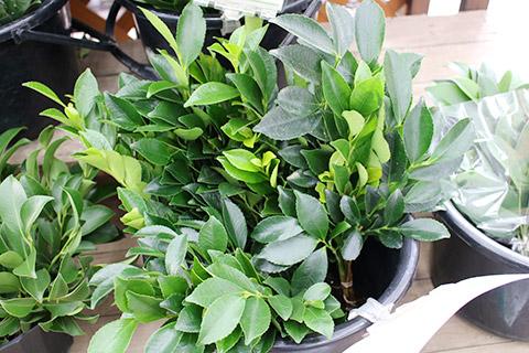 国産さかき（ひさかき）