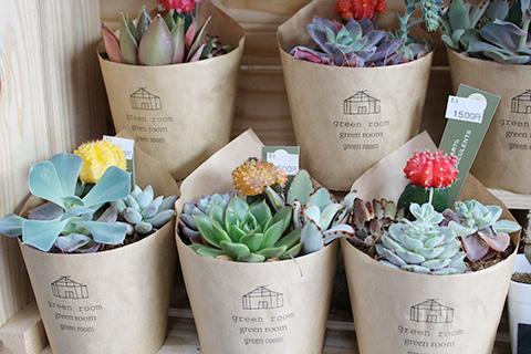 多肉植物・ヒボタン寄せ植え