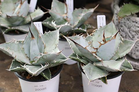 アガベ・ホワイトアイス