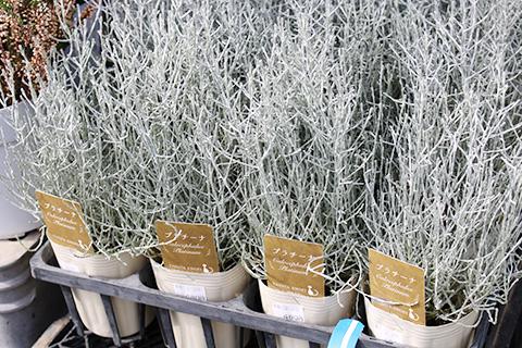 カロケファルス・プラチーナ