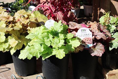 ヒューケラドルチェ