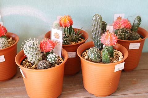 ヒボタン寄せ植え