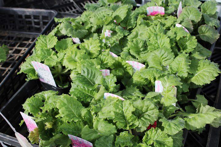 サクラ草・マラコイデス