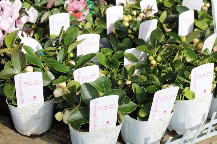 チェッカーベリーホワイト