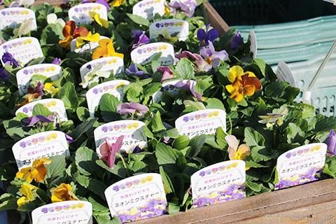 色変わりビオラ ネオンミクスチャー