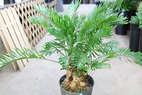 ザミアフロリダーナ