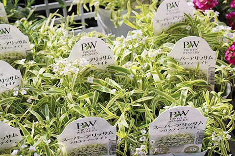 スーパーアリッサム・フロスティーナイト