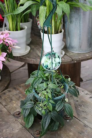 クレマチス・冬色のメロディー