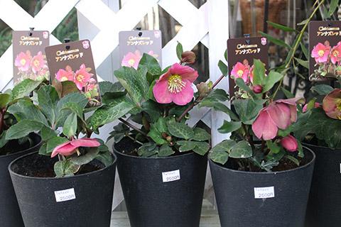 クリスマスローズ・アンナズレッド