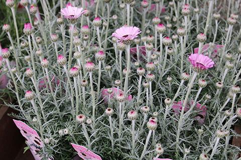 ローダンセマム・エルフピンク