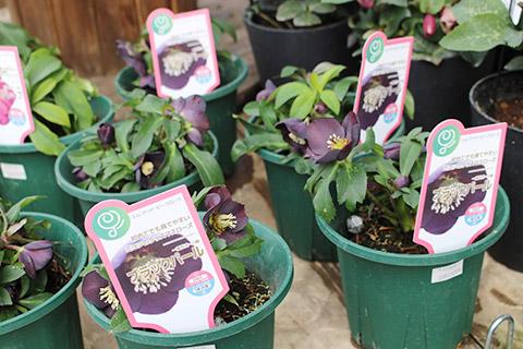 クリスマスローズ・ブラックパール