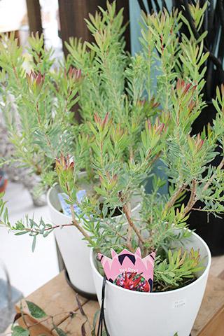 リューカデンドロン