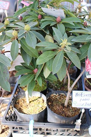 西洋シャクナゲ