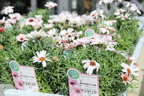 ローダンセマム・プリマリア