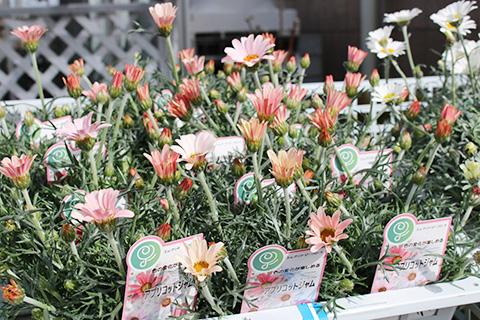 ローダンセマム・アプリコットジャム