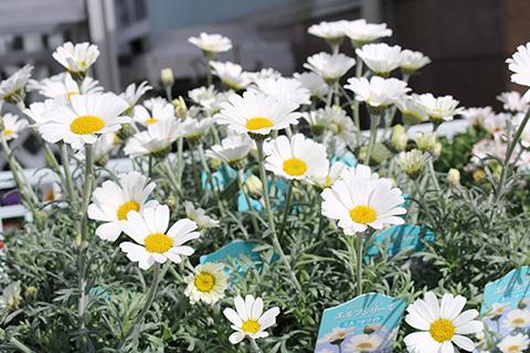 ローダンセマム・エルフホワイト