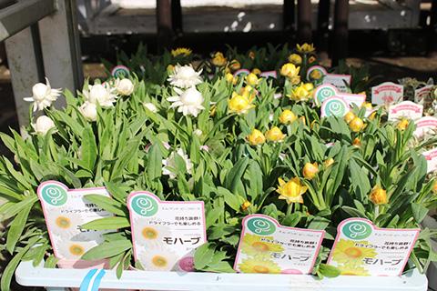 ヘリクリサム・モハーブ