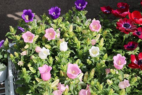 カンパニュラ・アピール