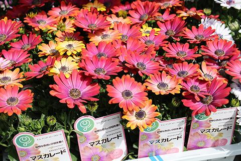 オステオスペルマム・マスカレード