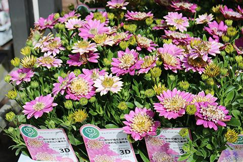 オステオスペルマム・3Dピンクバイカラー