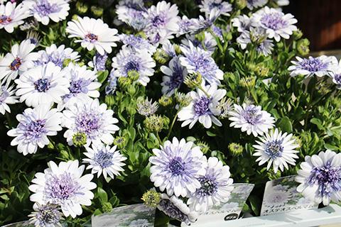 オステオスペルマム・3Dシルバー