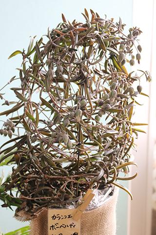 カランコエ・ボーベルディ