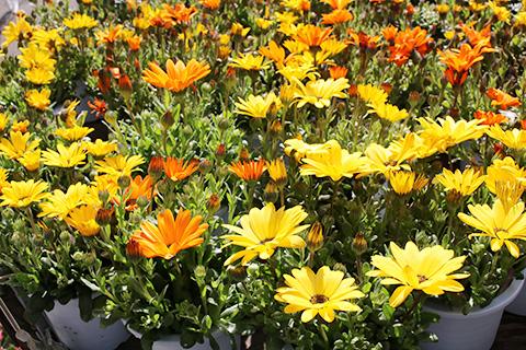 ディモルフォセカ