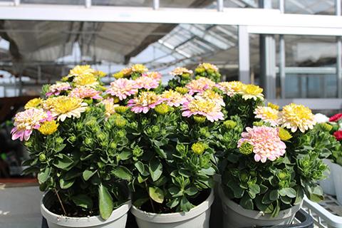 オステオスペルマム