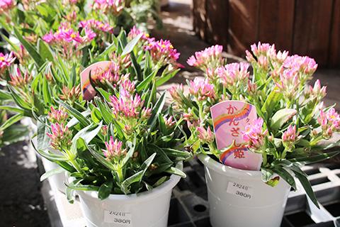 ヘリクリサム・かんざし姫