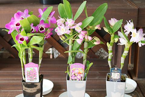 デンドロビウム