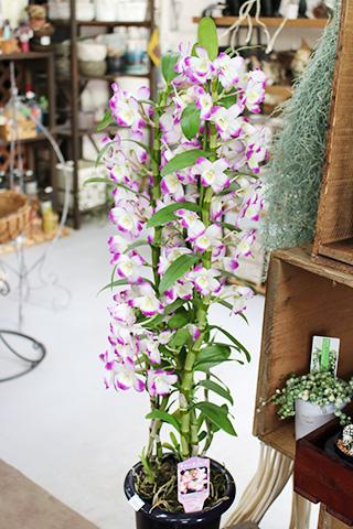 デンドロビウム・チャーミーレイ