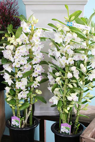 デンドロビウム・トキメキ