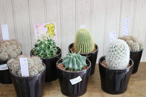 サボテン