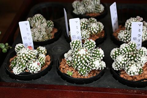 マミラリア・明香