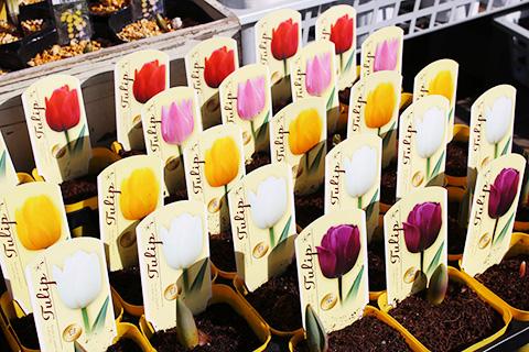 チューリップ球根