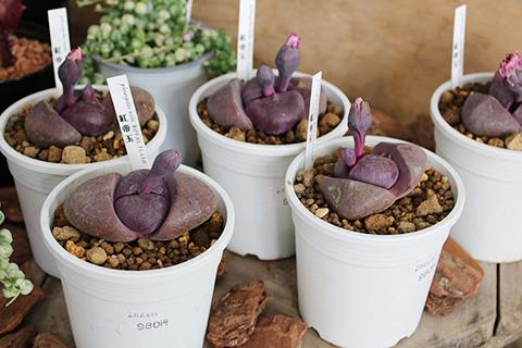 多肉植物・紅帝玉