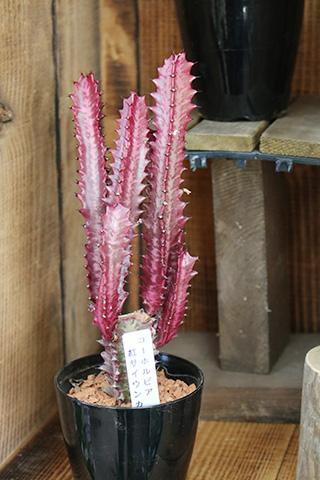 ユーフォルビア・紅サイウンカ