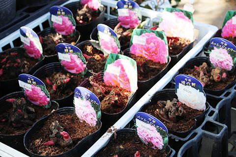 シャクヤク球根