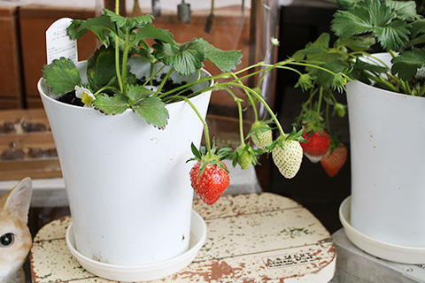 イチゴ・やよいひめ