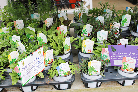 ハーブ各種