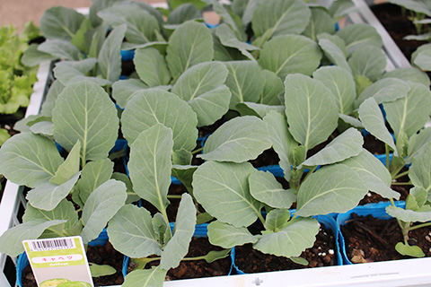 キャベツ・初恋