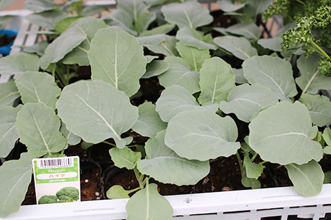 ブロッコリー・ハイツ