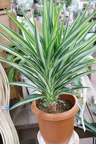 ユッカ・シルバースター